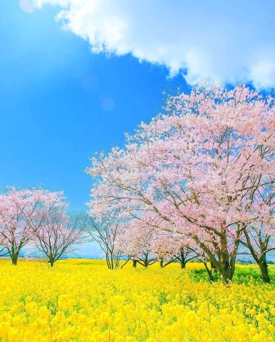 꽃핀다;방 이미지