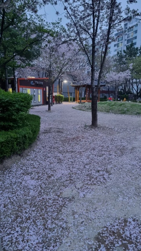 서동통돼지 이미지