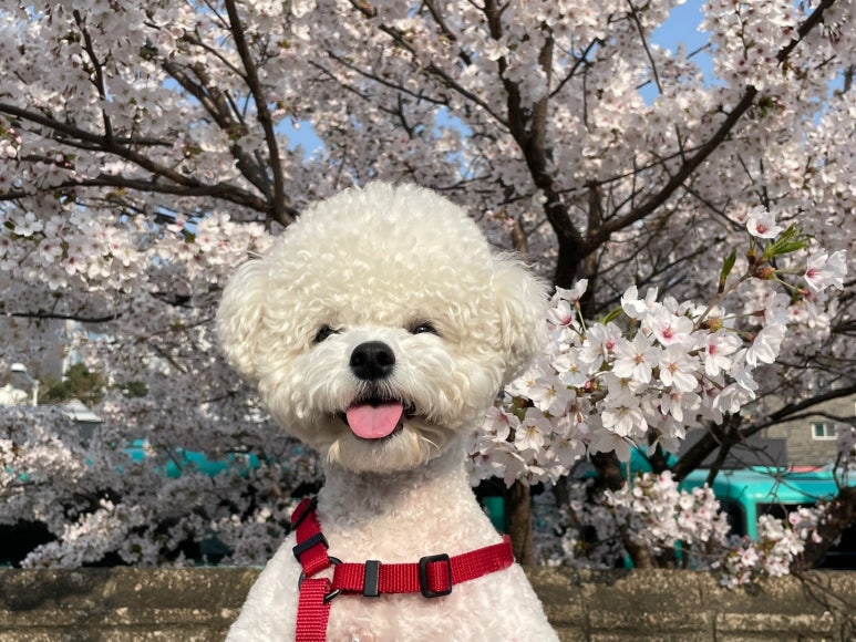 애니카랜드만수점 이미지