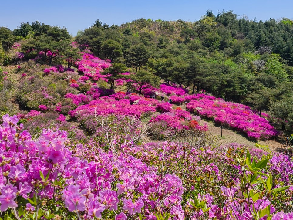 철쭉 군락지 이미지