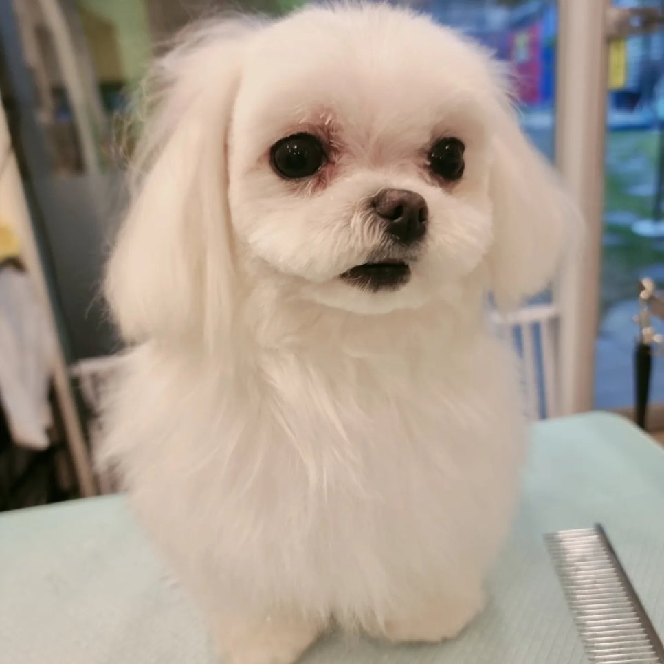 도그몽드 이미지
