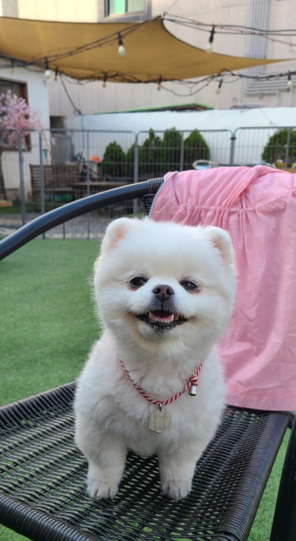 올랑올랑대전 이미지
