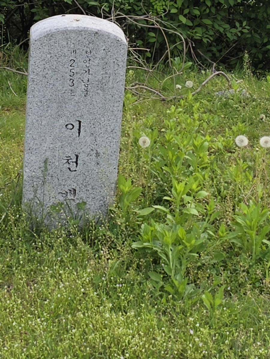 백송전기 이미지