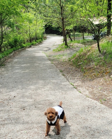 가야산백운오토캠핑장 이미지