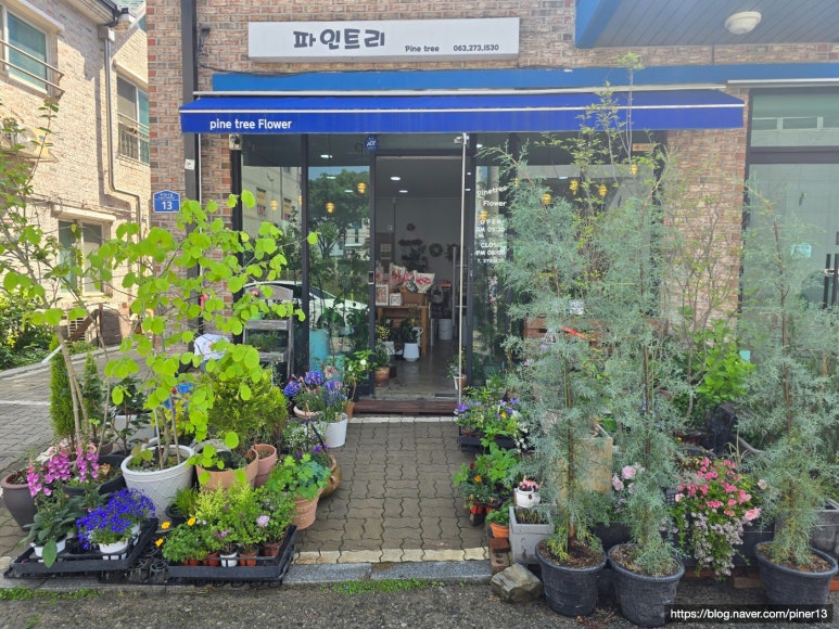 파인트리플라워 이미지