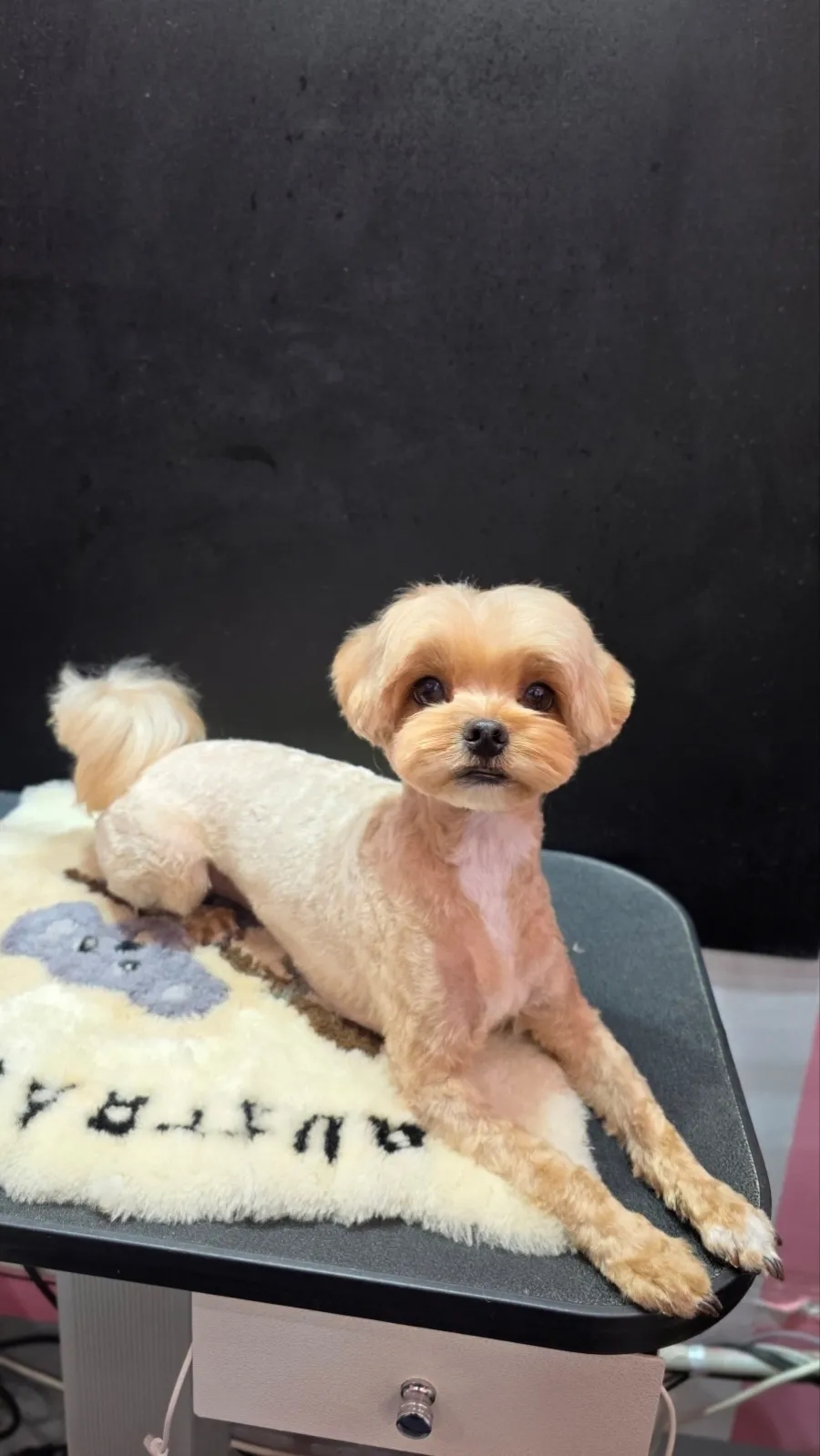 코코 반려견미용실 이미지