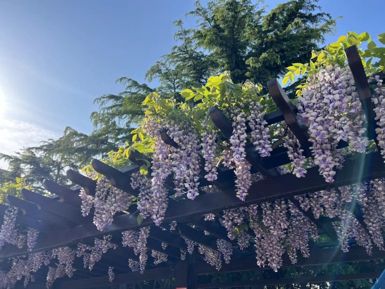 135대패삼겹 이미지