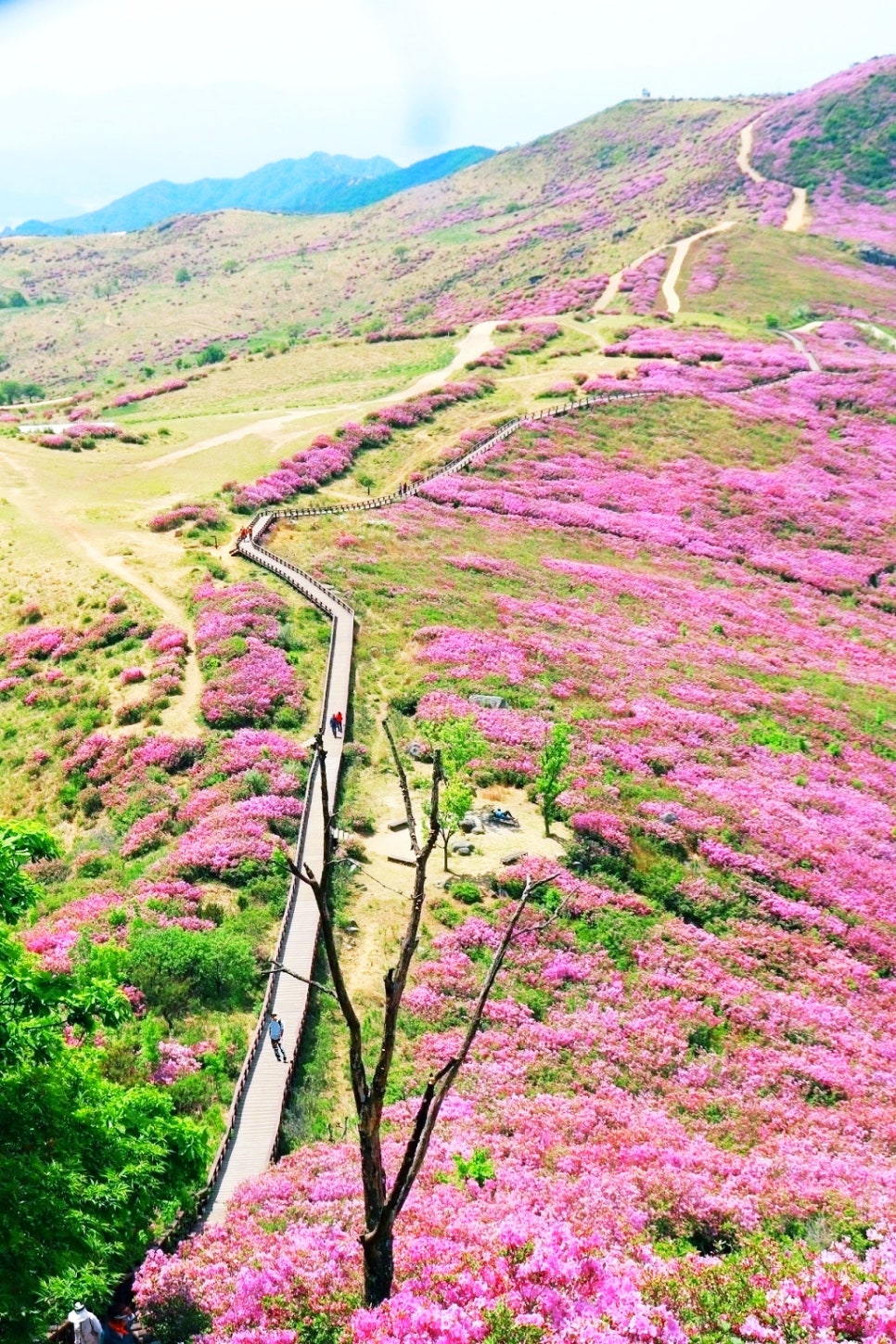 황매산 이미지