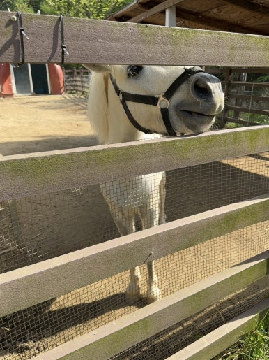 펫힐링달빛동물원 캠핑장 이미지