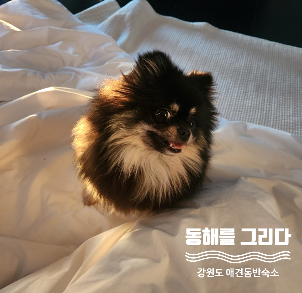 동해를그리다 이미지