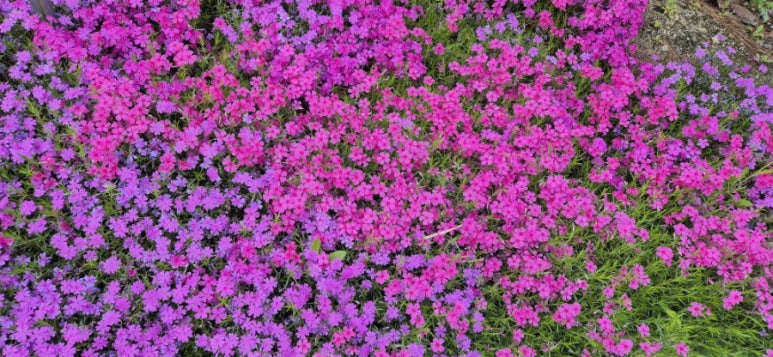 화산옥 이미지