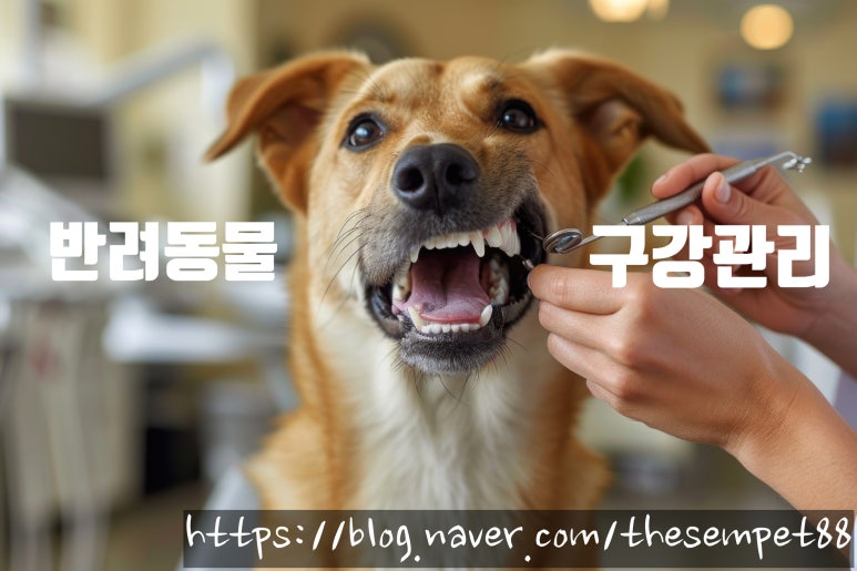 참미국수가 이미지