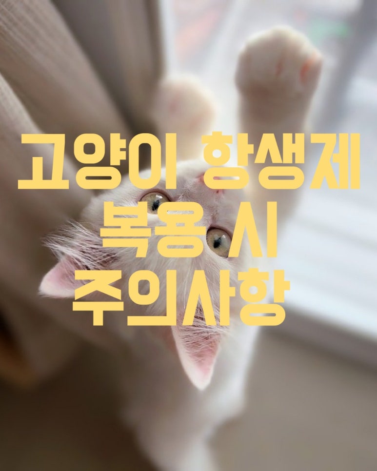 고양이 항생제 복용시 주의할 점