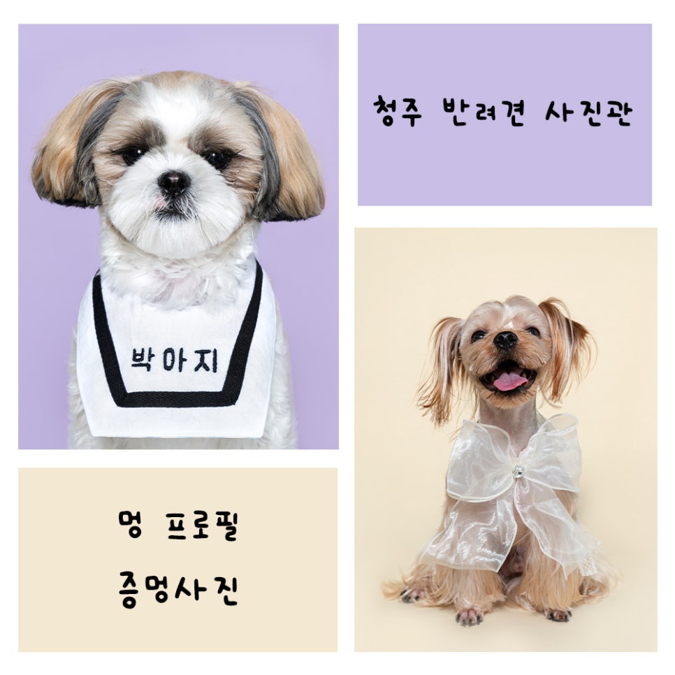 진천사진관 이미지