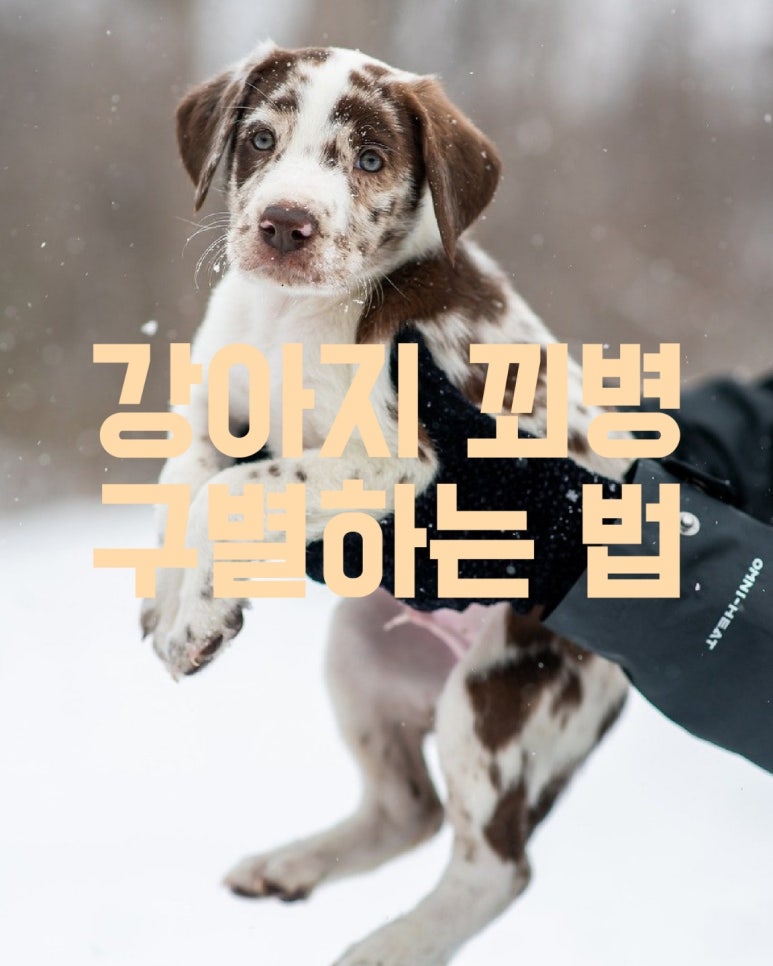 강아지 꾀병 구별하는 방법