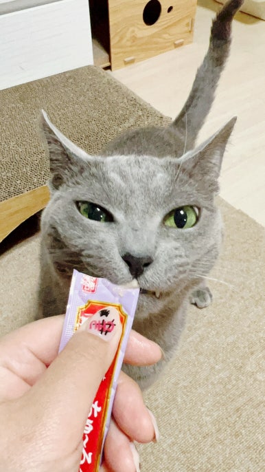 네일츄르 이미지