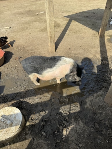 펫힐링달빛동물원 캠핑장 이미지