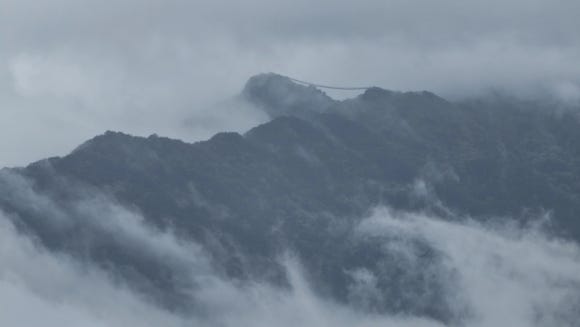 지리산꽃다연 이미지