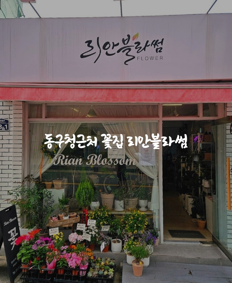 리안블라썸 이미지