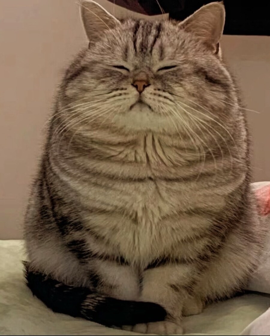 돼지야 이미지