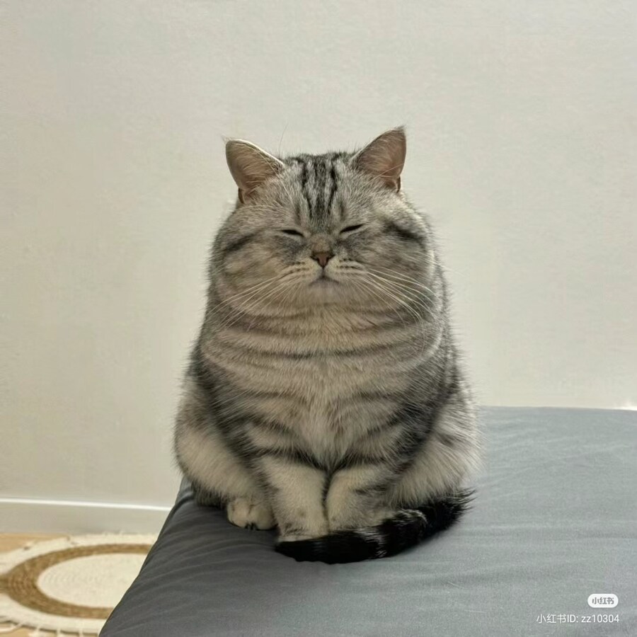 돼지야 이미지