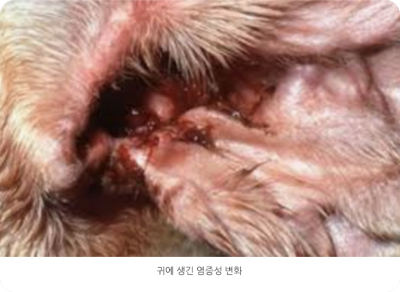 유기화 이미지