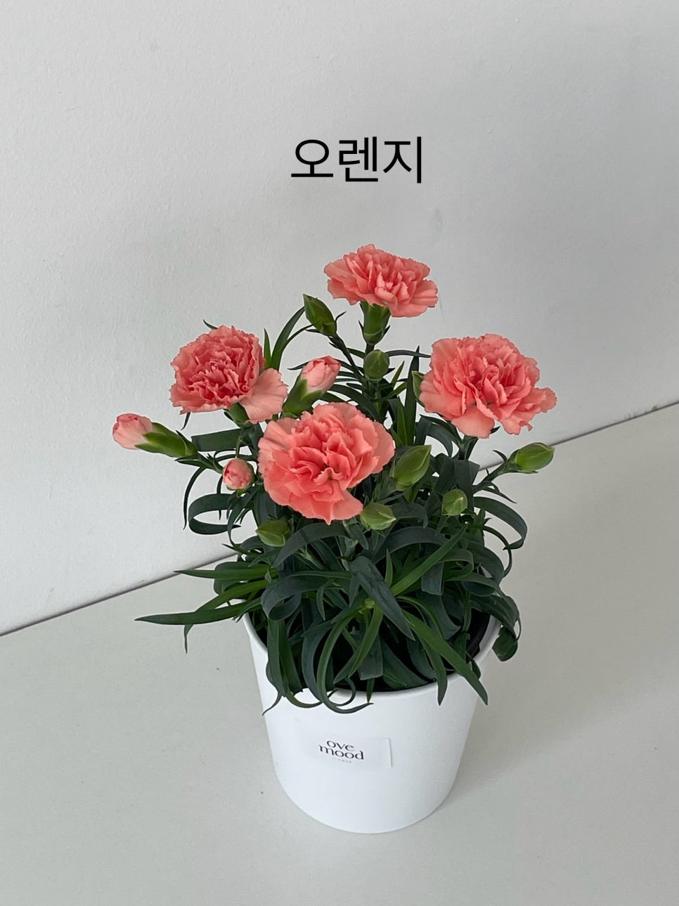 오브무드플라워 이미지