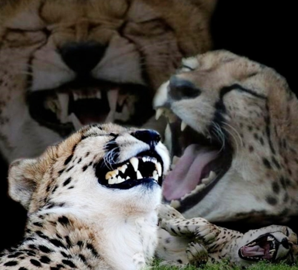 강가네닭한마리 이미지