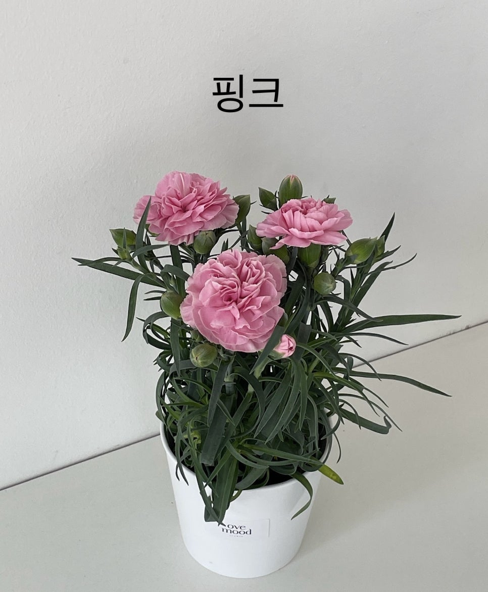 오브무드플라워 이미지