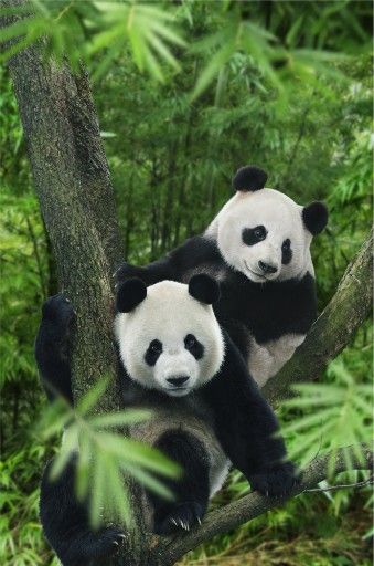 판다곰 이미지