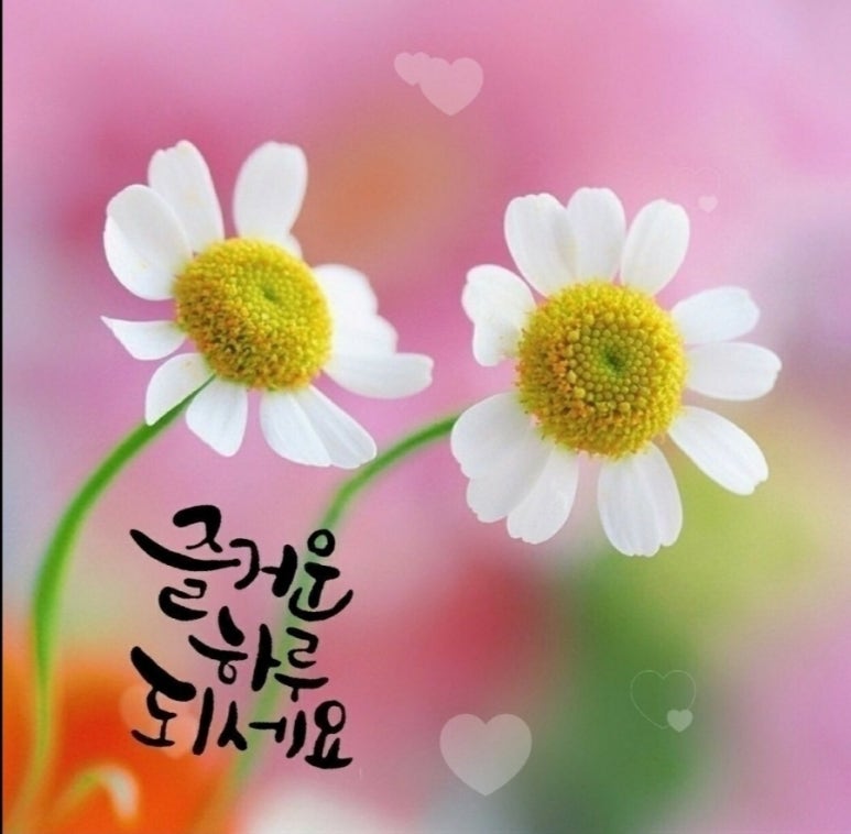 모차르트음악학원 이미지