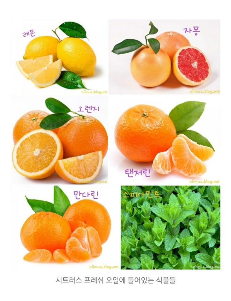 시트러스 이미지