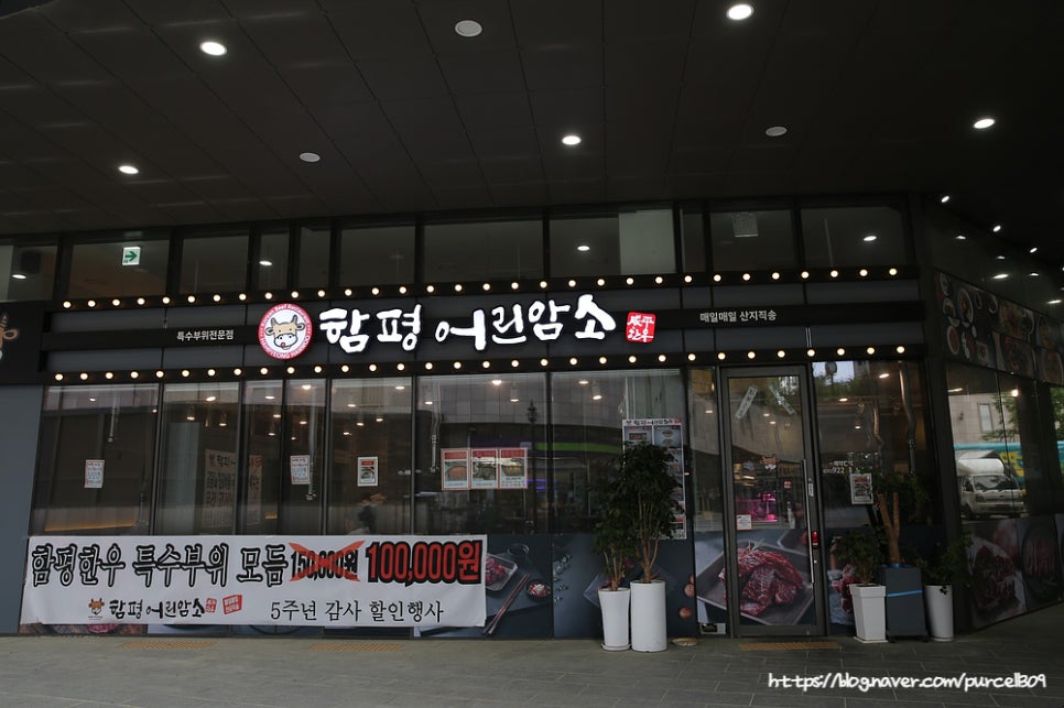함평어린암소 이미지