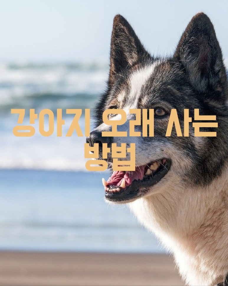 강아지 오래 사는 방법