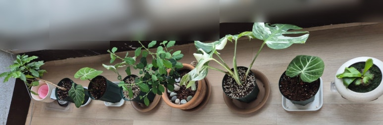 글로리 커피나무 이미지