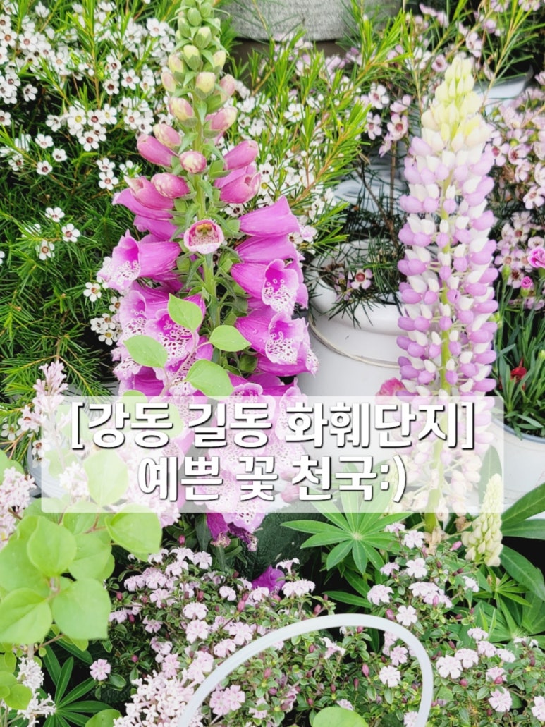 강동꽃농원 이미지