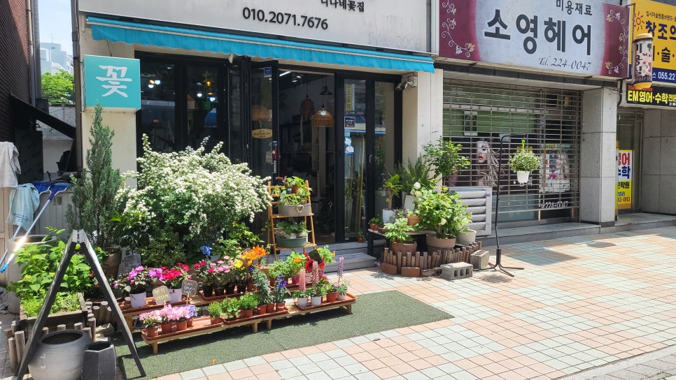 프롬니나 이미지