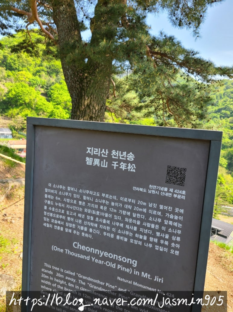 천년송가는길 이미지