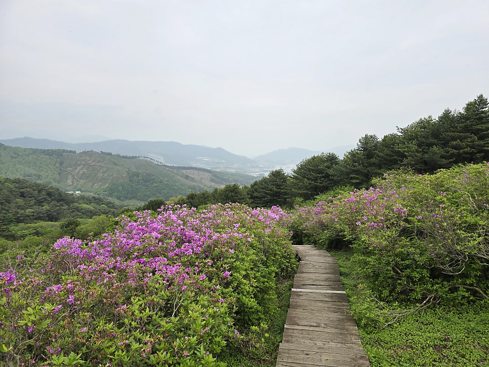 철쭉민박 이미지