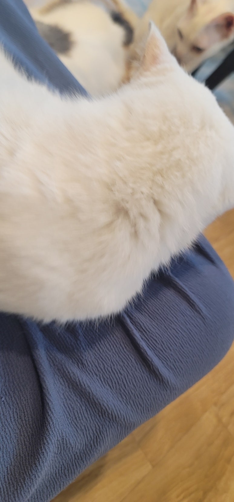 카페 커피캣 이미지