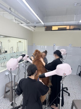 김지순애견미용학원 이미지