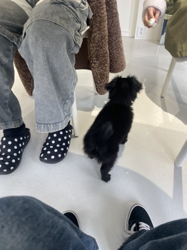 디얼파이 이미지