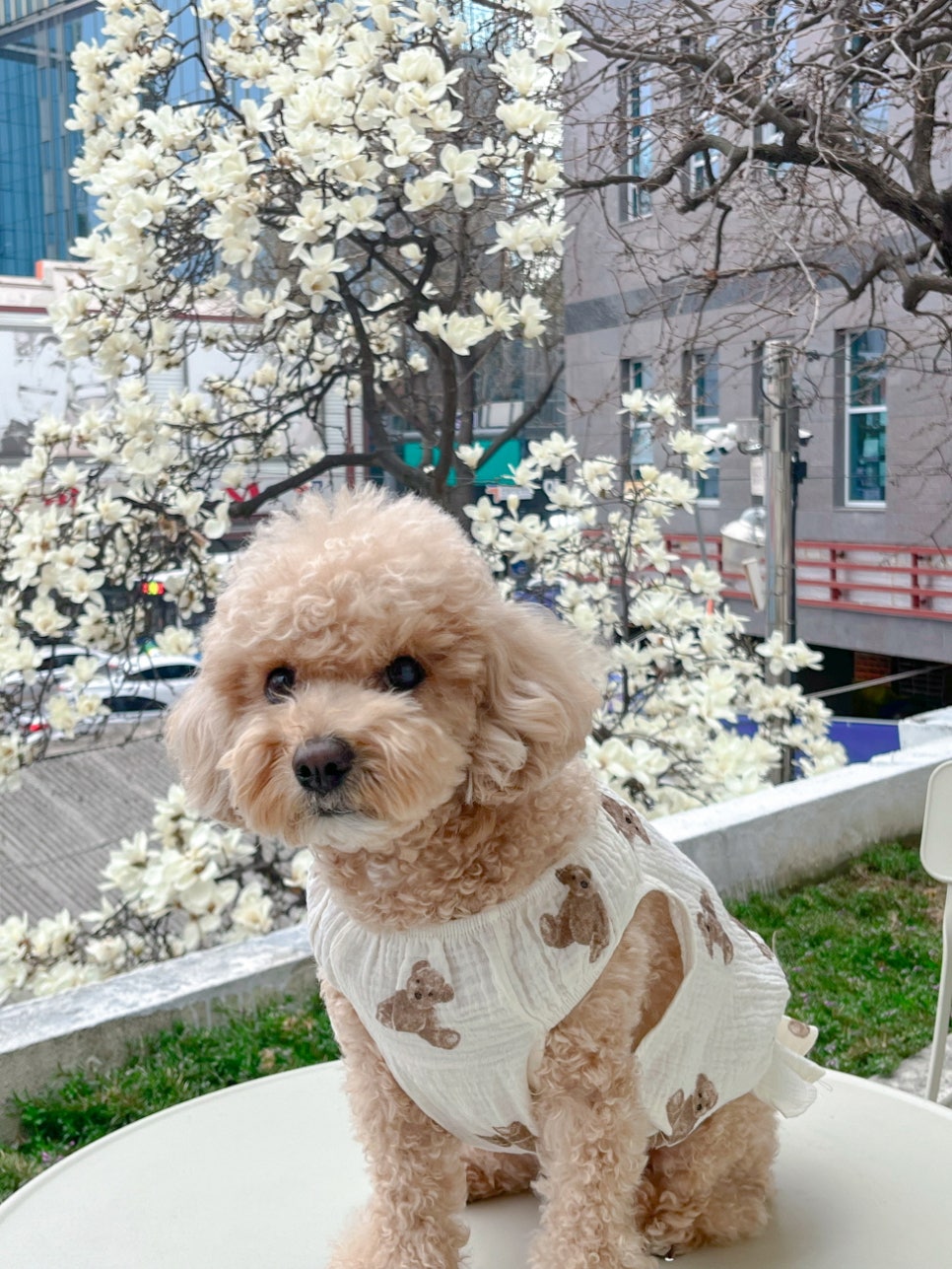 플러피케이크 이미지