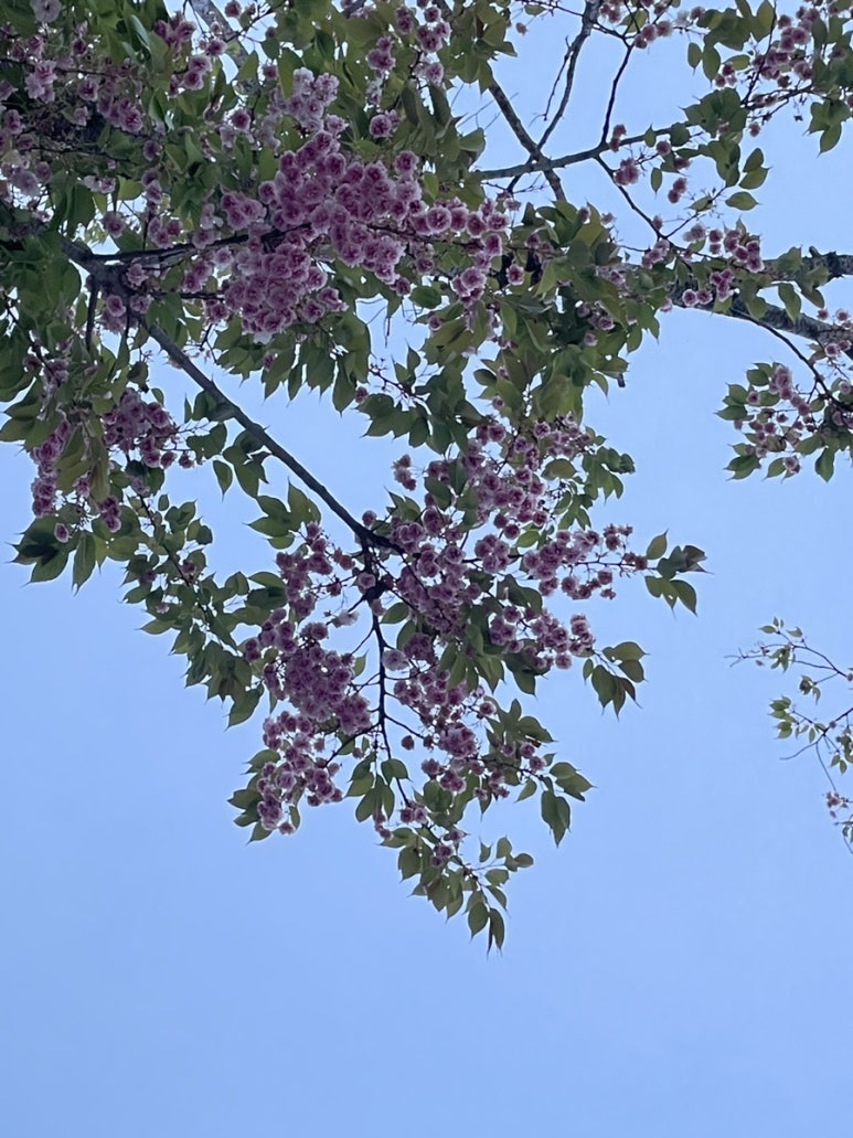 꼬삐아 이미지