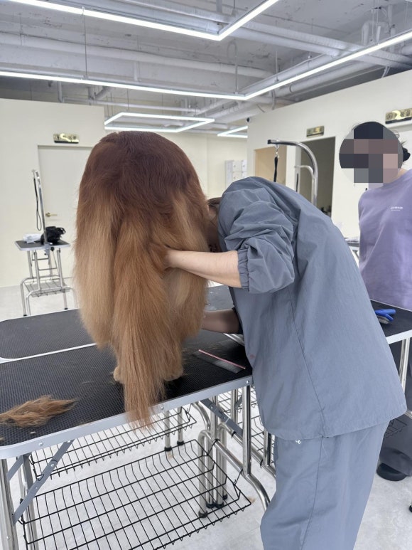 김지순애견미용학원 이미지