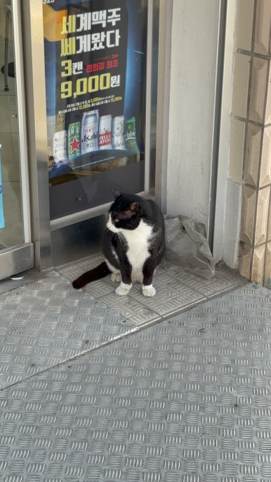 요거냥 이미지