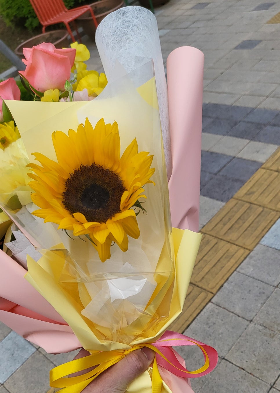프롬니나 이미지