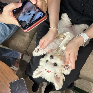 일루스터테이블 이미지