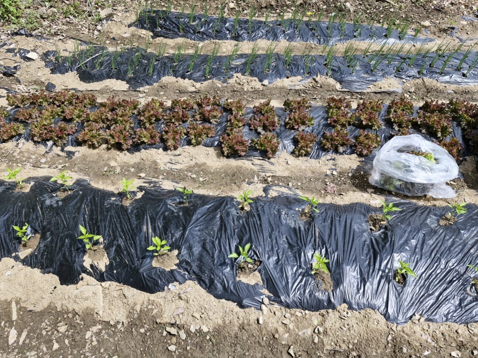 괴산야채 이미지