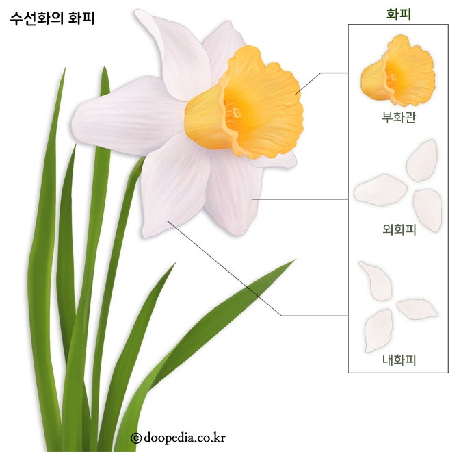 수목원수선 이미지